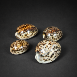 Caracoles marinos “búzios” Cypraea tigris, ca. 1950.